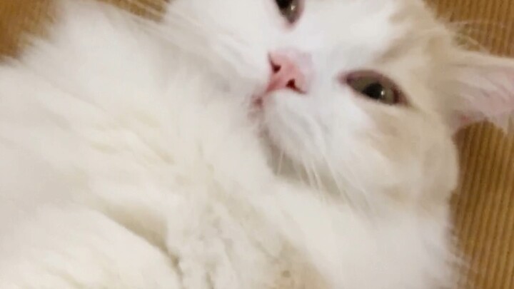 Mesin kue merk Eagle Anda telah dinyalakan, segera naik ke mobil dan peluk kucing!