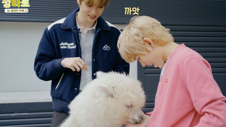 【NCT】Lạc đà alpaca nhỏ 🦙 thật đáng yêu quá 🥰 | SUNGTARO tại quán cà phê lạc đà alpaca