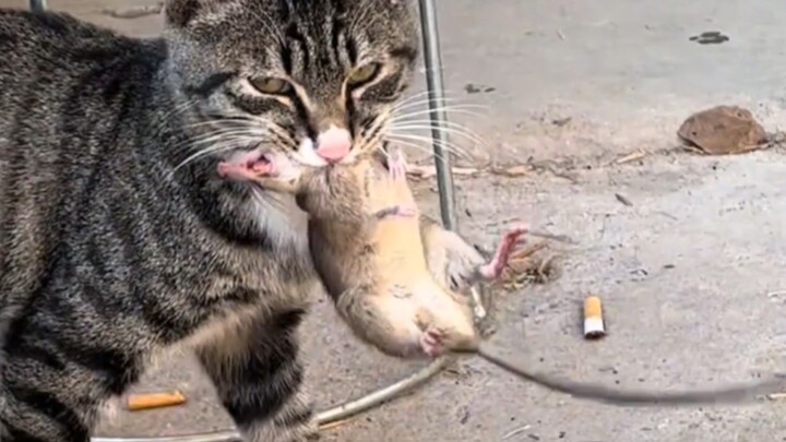 لحظات مثيرة من قطة تطارد فأرًا: القطة الصغيرة تمسك بالفأر بسرعة ودقة وحسم!