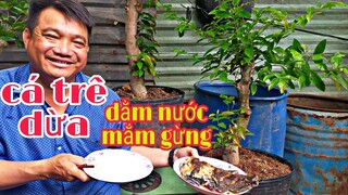 Cá Trê Dừa chiên dằm nước mắm gừng lTâm Chè Vĩnh Long