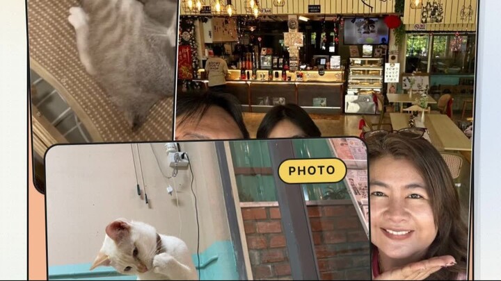 Can You Find the Hidden Cat? | หาแมวที่ซ่อนอยู่เจอไหม