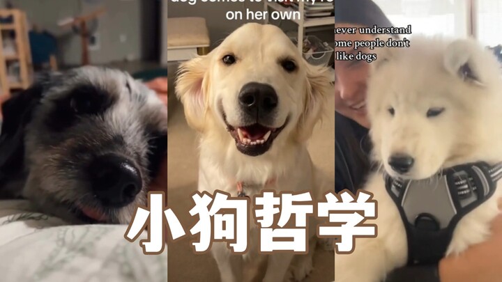 Filsafat si Anjing Kecil: Matahari telah terbenam, tetapi cinta si anjing kecil kepada manusia takka