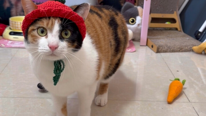 I’ve stressed this over and over—read the question carefully before you answer!