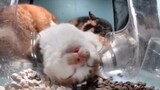 Funny cat compilation 😹
