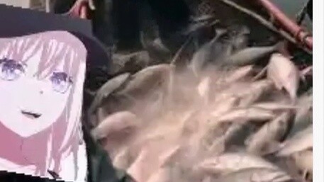 【MyGo】Chuhua: Please let me go back to fishing. I don't want to snatch Xiaoxiang from you.