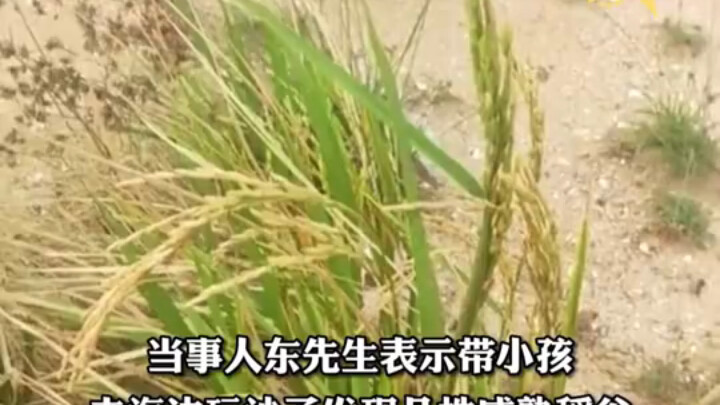 Một người đàn ông ở Quảng Tây phát hiện lúa chín trên bờ biển, gửi đến Viện Nghiên cứu Lúa gạo Trung