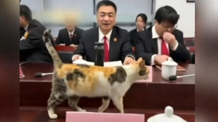 อำนาจของเจ้าเหมียว คุณไม่ต้องพูดอะไรมาก