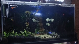 dim mode 15 gallon tank