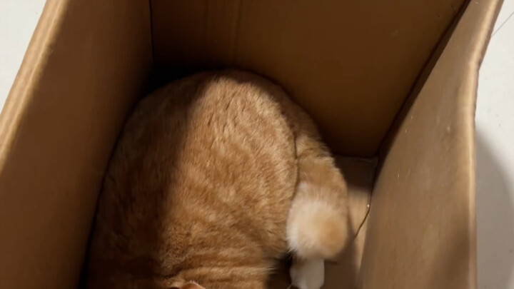 I found that if I kick the snoring house over, it’ll still get back up and come over to snore again.