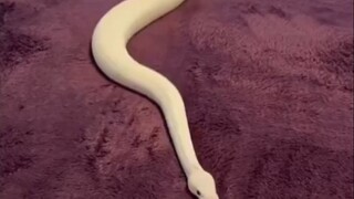 蛇蛇在毯子上行走……