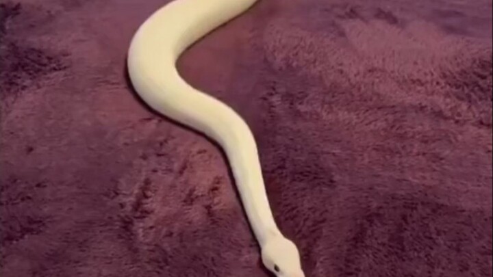 蛇蛇在毯子上行走……