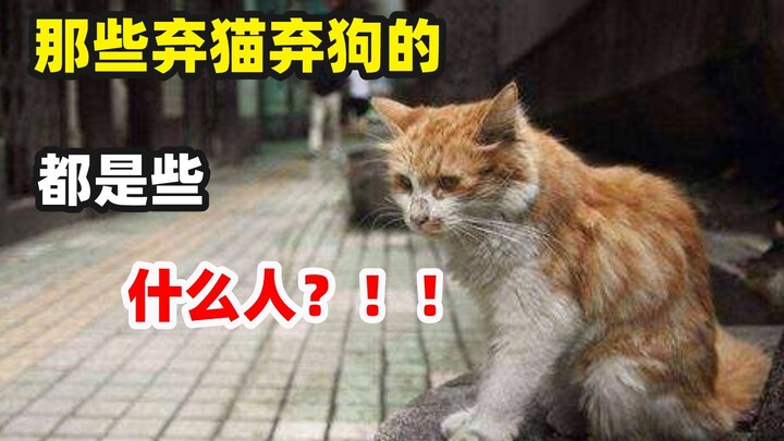 Những kẻ bỏ rơi chó mèo rốt cuộc là hạng người gì!!