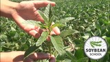 Soybean School: Waging war with herbicide resistant waterhemp