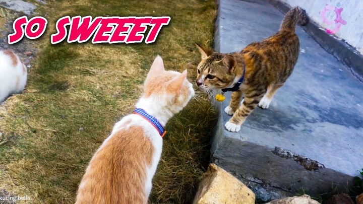 Kucing 🐈 Juga Punya Rasa. 😸❤🐱