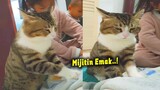 Lucu & Menggemaskan.!🤣 Ketika Kucing & 2 Anak Kecil Mijitin Emak Tapi Nggak Ikhlas