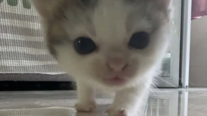 จมูกน้อยที่แสนชั่วร้ายและน่ารัก