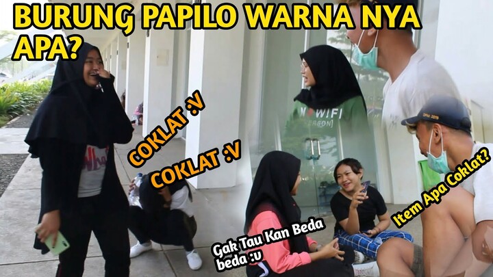 NANYA KE CEWEK BURUNG PAPI-LO WARNA NYA APA?? | AUTO NGAKAK