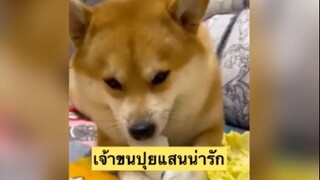 เจ้าขนปุยแสนน่ารัก
