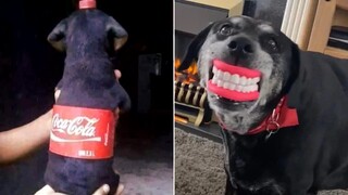 Funny Animal Videos that Fill The Void in my Heart 😂 (CUTE)