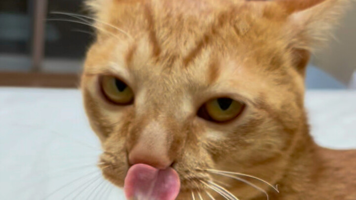 Kalau ada kucing, jangan asal meniru ya. Kucing di rumahku kalau memukulku tidak menunjukkan cakarny