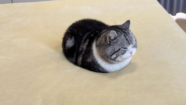 ‘🐱 Mềm mịn fufu, muốn vuốt ve quá’