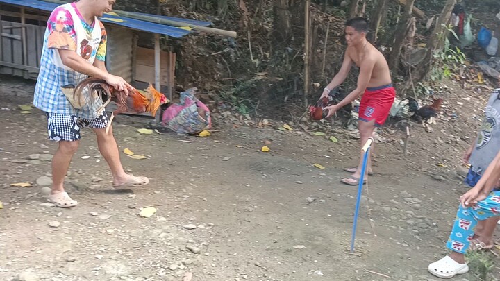 1ST SPAR.  7months old