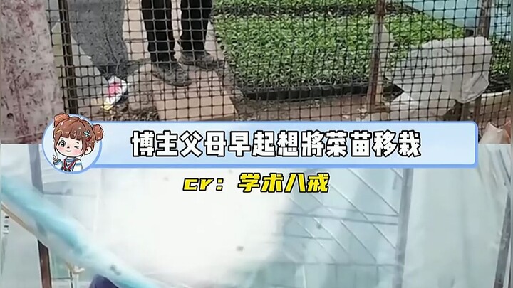 Hampir sepuluh ribu bibit sayur bukan hanya hasil jerih payah para petani, tapi juga uang untuk biay