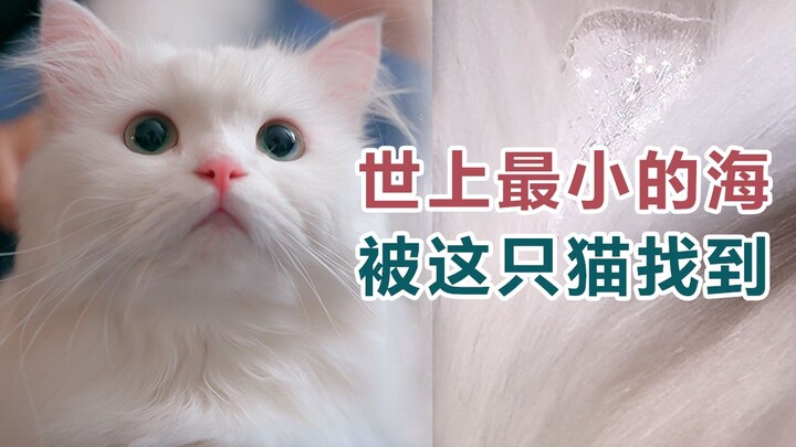 世上有片最小的海，找到的人能和家人永不分开…
