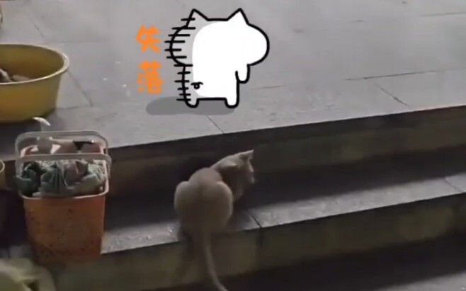 แมวน้อยซ่อนตัวบนบันไดเล่นแกล้งนักเรียน จนในที่สุดก็มีนักเรียนคนหนึ่งยอมมาลูบมัน น่ารักสุดๆ ไปเลย!