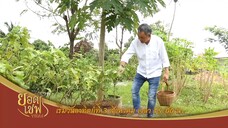ยอดเชฟไทย : ทุกวันอาทิตย์ เวลา 15.00 น.