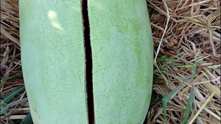 Watermelon 🍉 pops up like corn 🌽 #watermelon #corn #village