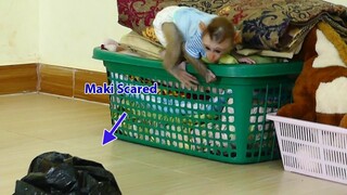 Baby Monkey Scared!! What is in that why Little boy Maki Feeling scared  not dare​ down