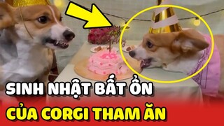 Sinh nhật BẤT ỔN của chú chó Corgi THAM ĂN khiến Sen bất lực 😂 | Yêu Lu