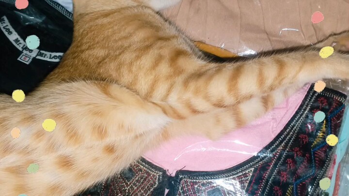 tulog kain lng ang alam nito. #pet #Cat #fyp #relax #trending #satisfying #fypシ゚viralシ #reelsvideo