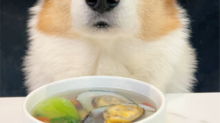 Corgis minum sup bayam air dan kerang