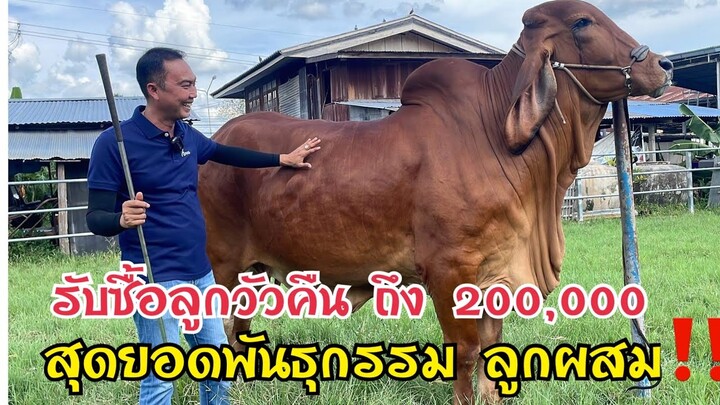 ต้นธรฟาร์ม ศูนย์รวมบราห์มันลูกผสม พันธุกรรมดี ท้องพ่อนอก รับซื้อลูกวัวคืนสูงถึง 200,000 บาท @ยโสธร.
