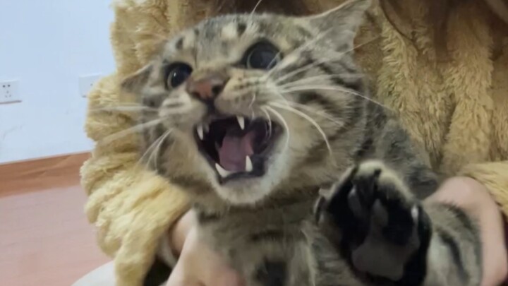 How hard is it to brush a kitten’s teeth? I shoved in a full pound of toothpaste and only managed to