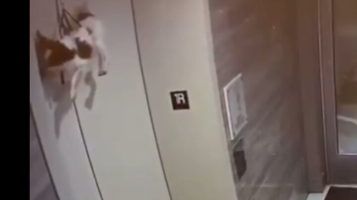 Dog: Finally waited for you—good thing I didn’t give up!