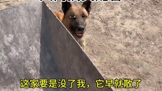 狗：这家要是没了我，它早就散了