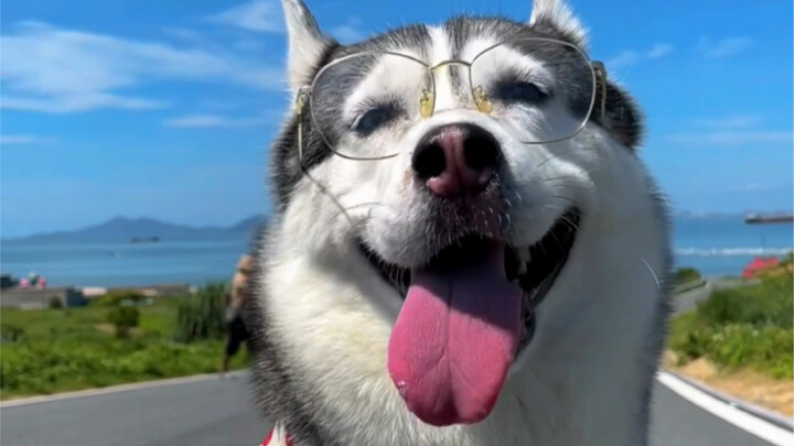 Musim panas kan harus ajak si bulu ke pantai sekali buat nonton matahari terbit!