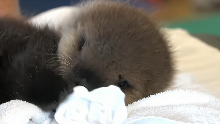 Bạn nhỏ thích ăn chăn