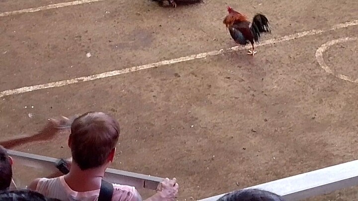 galing mo Jan buddy kahit papatay kana nag Iwan kapa Ng dalawang tuka para manalo lang