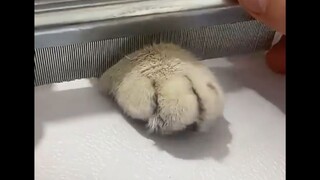 Video lucu tentang hewan