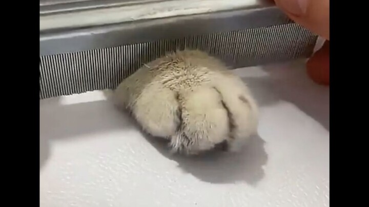 วิดีโอสัตว์ตลก