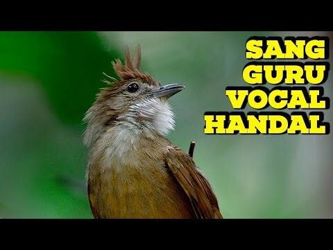 Masteran Burung Kapas Tembak Full NEMBAK PANAS #kapastembak #kapastembakgacor #katemgacor