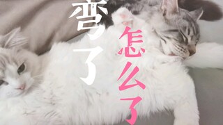 震惊！史诗级巨作猫片！！！