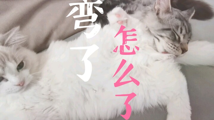 震惊！史诗级巨作猫片！！！