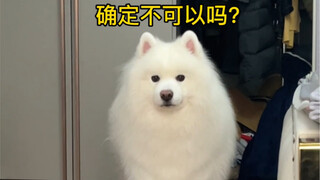 It looks so cute and is so well-behaved—where else in the world can you find such a wonderful puppy?