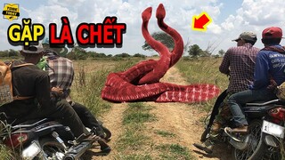 🔴Nếu Gặp 10 Loài Rắn Kì Lạ Và Nguy Hiểm Này Bạn Phải Chạy Ngay Đi Nếu Muốn Sống