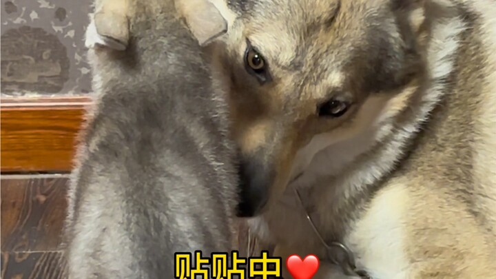 CEO arogan pertama kali bertemu istri manisnya—awalnya dia kira si suami jahat, tapi lama-lama malah